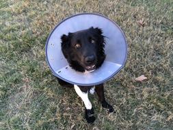 Cone Of Shame for Puppy