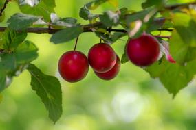 Fruit Tree Plum red