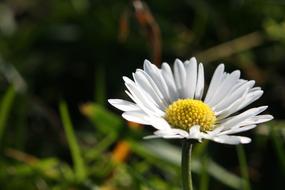wild white daisy
