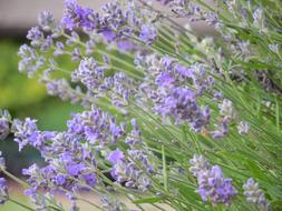 macro photo of tender lavender