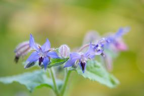 Flower Blue Autumn