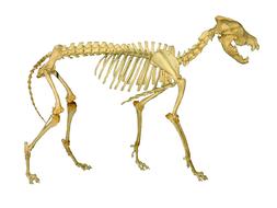 wolf skeleton anatomy