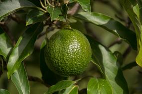 green avocado on a branch close-up on a blurred background