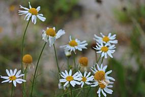 herbal Chamomile Blossoms