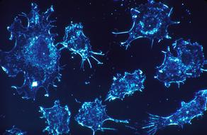 Cells Scan Electron blue