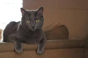 smoky cat on a brown sofa