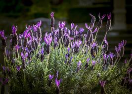 Lavender Bouquet