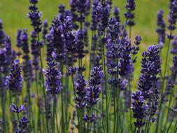 charming Lavender Flowers