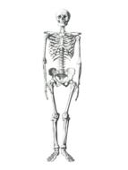 skeleton medical bone drawing