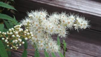 flowering rowan tree