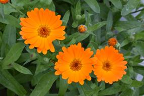 Calendula Marigold orange Flower
