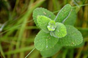 aromatic mint on a blurred background