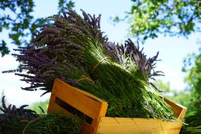 ravishing Lavender Tufts