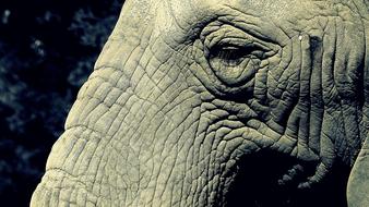 Elephant, detail, Trunk and Eye