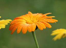 Flower Orange gerbera close-up on a blurred background