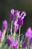 growing lavender field