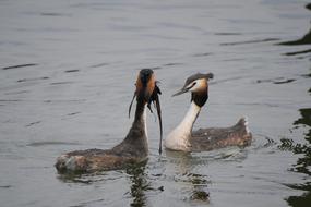mating dance of beautiful and colorful water birds in the lake