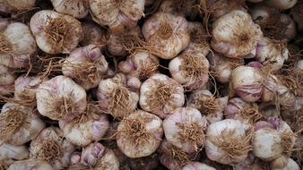 harvest Garlic Health