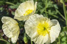 Poppy Garden