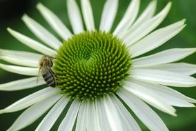 bee and white plant