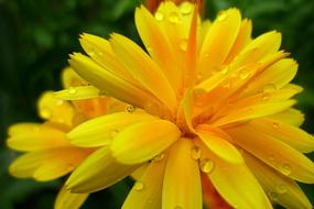 yellow marigold in dewdrops