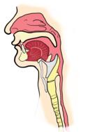 pharynx anatomy drawing