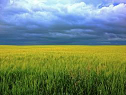 Barley Grass