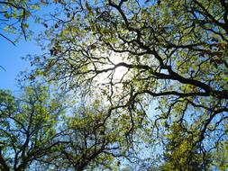 Tree Plant sun
