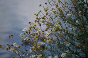 health Chamomile Plant