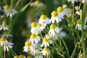 Matricaria Chamomilla Herb