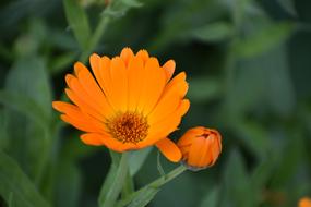 Calendula, Flower with bud