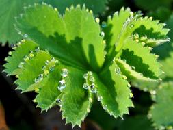 drops of dew on the edge of a green leaf in light
