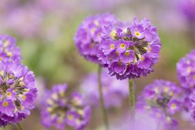 Flower Plant purple