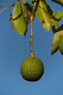 Reed Avocado Round