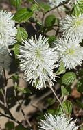 Witch-Alder Wildflower