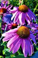 Beautiful and colorful flowers with green leaves