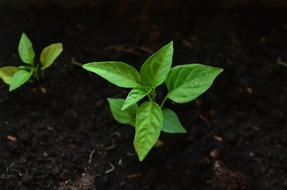 Leaf Earth Green fresh