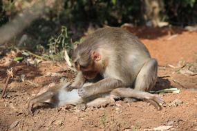 Monkey Care