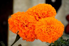Marigold Flowers orange garden
