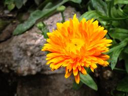Beautiful orange and yellow calendula officinalis flower with green leaves among the stones