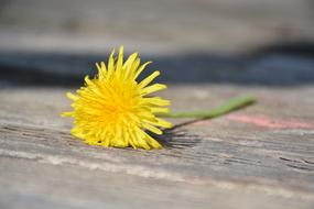 Dandelion Yellow Spring flowers