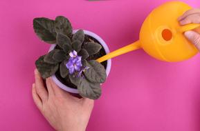 Plant Care hand