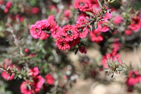 Pink Pearl Manuka Tree