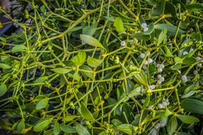 magnificent Mistletoe Plants