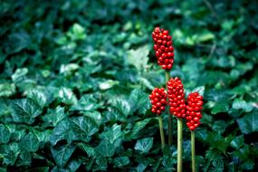 Nature Plant Flower red