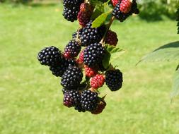 photo of red and black blackberries on a branch in the garden