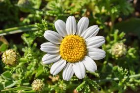 charming Camomile Flower
