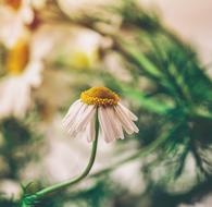 Flower of Chamomile close up