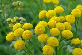 tansy- medicinal plant