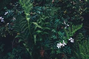 Beautiful green fern thickets and yellow flowers